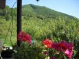 Cazare in Maramures - PENSIUNEA DUMBRAVA - Barsana - click aici, pentru marirea pozei