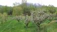 Cazare in Maramures - PENSIUNEA PAULA - Borsa - click aici, pentru marirea pozei